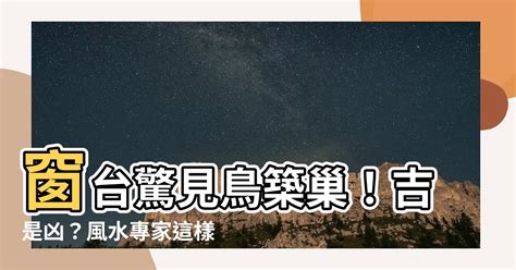 鳥來築巢 風水|鳥巢風水：2024趨吉避兇